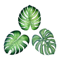 Fototapeta premium Watercolor monstera leaves set without stem isolated on a white background.