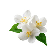 Obraz premium White jasmine flower bunch on transparent background