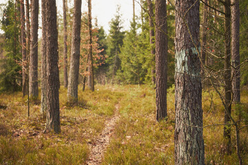 drzewa,leśna droga,leśna ścieżka,las mieszany,wiosna 
