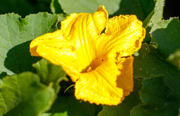 A yellow flower with a green stem