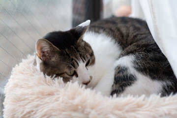 窓辺でくつろぐ可愛い猫　キジトラ白
