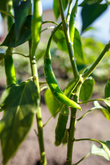 A green pepper plant with a green pepper hanging from it