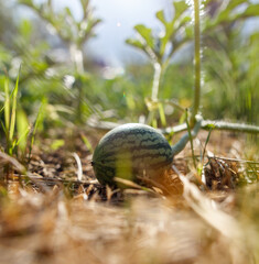 A small green watermelon is sitting on the ground in a field