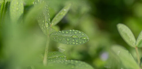 雨に濡れた葉っぱ