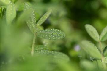 雨に濡れた葉っぱ