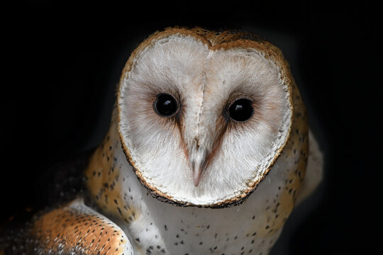 Close-up portrait of a barn owl with a black background, British Columbia, Canada