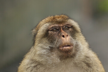 Obraz premium A head shot of a cute Barbary Macaque on the rock of Gibraltar on a foggy rainy day.