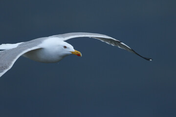 A Yellow-legged Gull, Larus michahellis, flying over the sea.