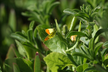 A Moroccan Orange-tip, Anthocharis belia euphenoides, resting on a leaf.