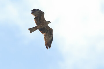 A Black kite, Milvus migrans, migrating over the straits of Gibraltar.