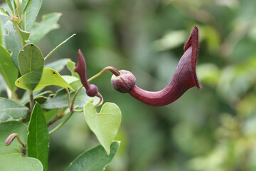 A flowering Andalusian Dutchman's Pipe plant, Aristolochia baetica.