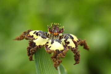 A flowering Starfish Lily Plant, Ferraria crispa.