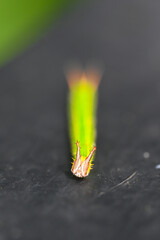 Funny cute caterpillar in rainforest