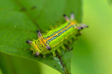 Funny cute caterpillar in rainforest