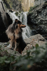 portrait of a sheltie with a waterfall in the background