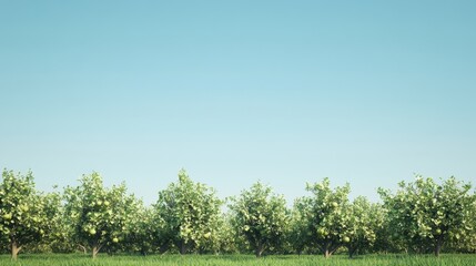 Obraz premium A row of apple trees in an orchard, with a clear blue sky and space for text.