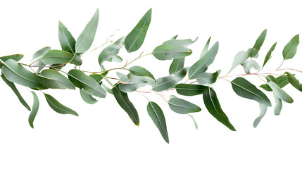 Eucalyptus Elegance: A close-up capture of a sprig of fresh eucalyptus, with its vibrant green leaves and unique shape, creating a sense of purity and simplicity.