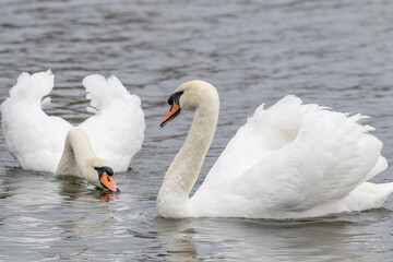 Obraz premium Mute swan, Cygnus olor. Swans swimming in the river, one drinking water, cloudy day
