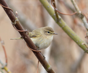 Common chiffchaff, Phylloscopus collybita. A bird sits on a tree branch, cloudy day