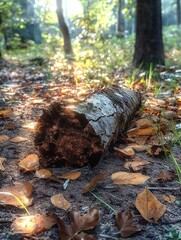 Obraz premium Pisolithus arhizus a Mushroom with Earthy Texture and Autumn Leaves in a Natural Forest Floor Setting