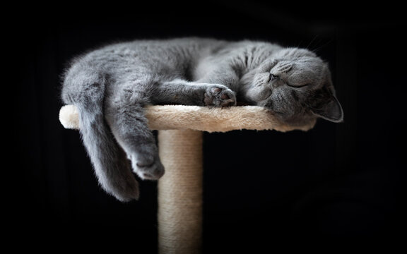 Close-up of a blue british shorthair cat sleeping on a cat tower