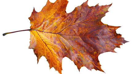 Autumnal Canvas: A close-up capture of a vibrant, multi-hued autumn leaf, displaying intricate vein patterns and textures. The leaf, a symbol of seasonal transformation.