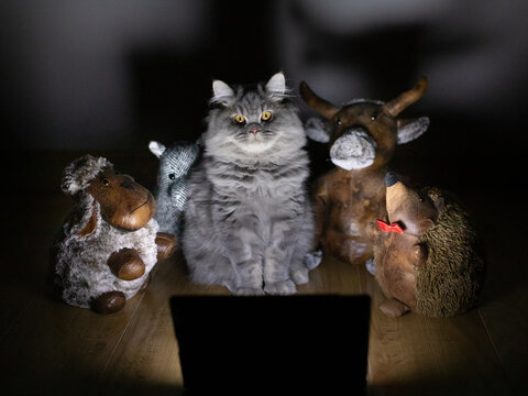 Grey british longhair kitten watching a scary movie with assorted soft toys