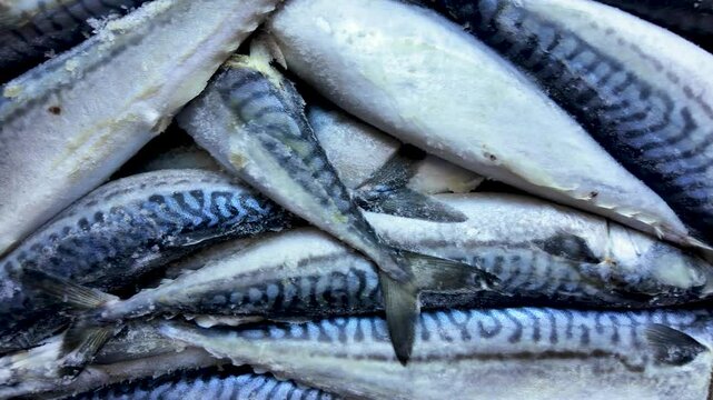 Frozen mackerel background. Frozen group of fish. Iced fish. Heap of mackerel pattern.