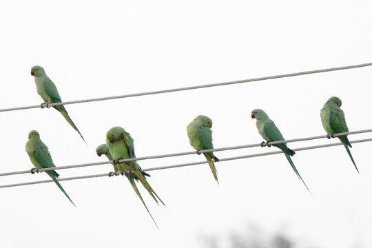 Ring-necked Parakeets or  Rose-ringed parakeets (Psittacula krameri), seven perched on telephone wires, near Ahmedabad, Gujarat, India.