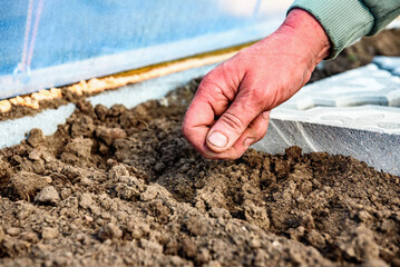 Gardener's hand with seeds, planting radish seeds in soil.