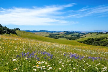 Obraz premium rolling hills with wildflowers and a bright blue sky