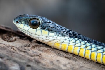 Obraz premium Colorful Boomslang (Dispholidus typus) snake head close-up
