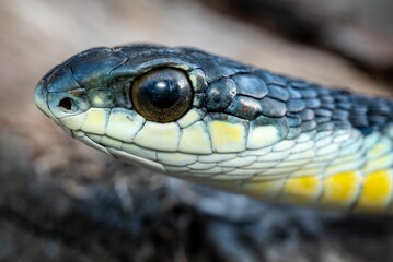 Fototapeta premium Boomslang (Dispholidus typus) snake head close-up
