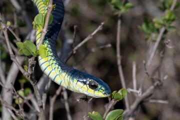 Fototapeta premium Vibrant Boomslang (Dispholidus typus) snake among branches