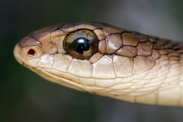 Fototapeta premium Close-up of Boomslang (Dispholidus typus) snake head