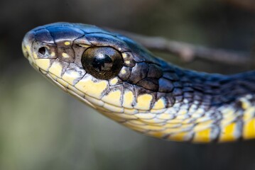 Obraz premium Close-up of a Boomslang (Dispholidus typus) snake head