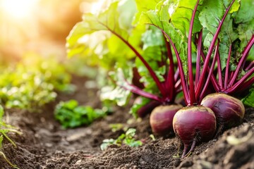 Fresh organic beetroots with vibrant green leaves growing in soil in a cultivated field. Beet planting in the plantation. Sustainable agriculture. Food production, healthy eating. Summer warm sunlight