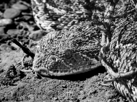 Camouflaged Puff Adder (Bitis arietans) in habitat