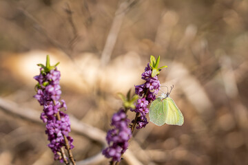  A beautiful sulphur yellow butterfly sitting on blooming Daphne mezereum flowers. Gonepteryx...