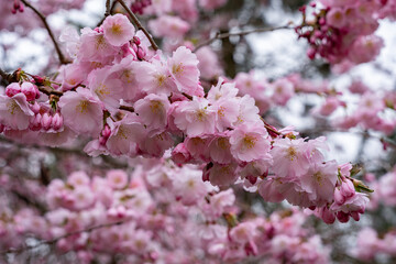 Lush branch with pink flowers of sakura tree on pink blurred nature background. Flowering tree in early spring. Spring floral photo background.