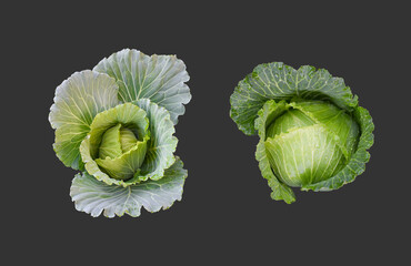 Isolated asian organic domestic cabbage head on white background with clipping paths.