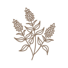 Loose Strife Flower Line Art Illustration