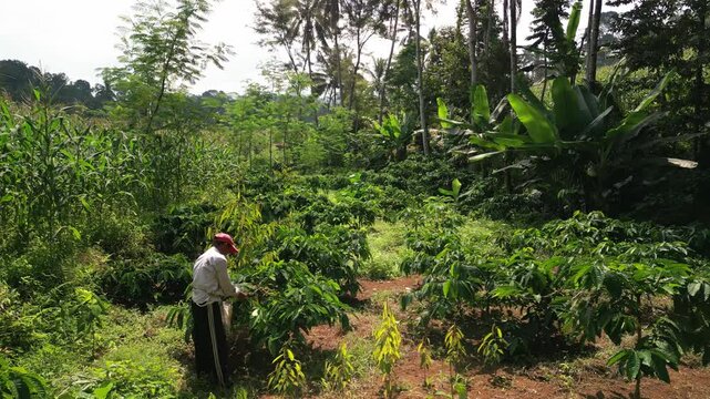 Drone flight around a hard working coffee farmer, cutting branches of his coffee plants in small green family owned  farm in java indonesia.