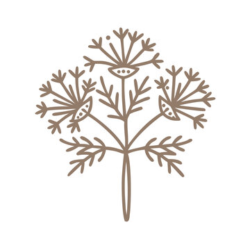 Masterwort Line Art, Peucedanum Ostruthium Illustration