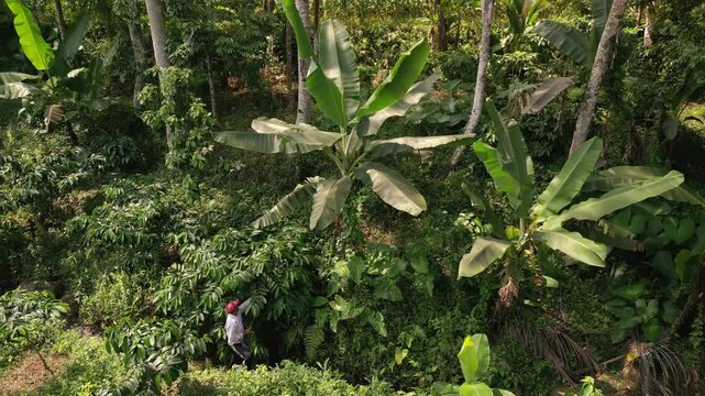 Bird view from drone of a hard working coffee farmer, cutting branches in his coffee plantation, small family owned farm surrounded by banana trees in java indoesia from above