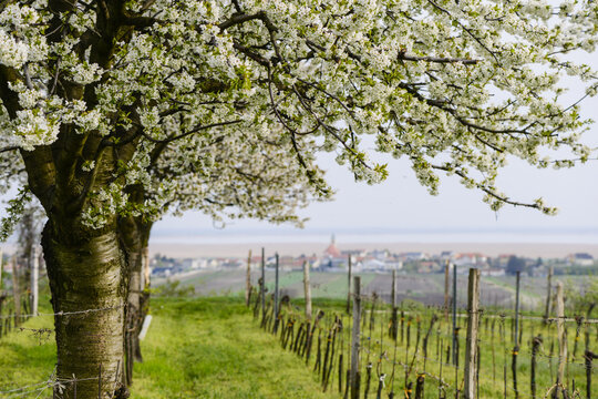 Jois, Kirschbaum, &Ouml;sterreich, Burgenland, Nordburgenland