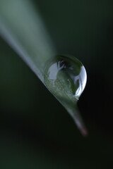 water drop on grass