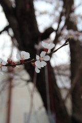 Flowering branch of apricot. Flowering season