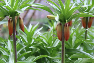 Flowering period of the imperial fritillary