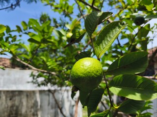 Capture of guavas hanging on the tree's branch. Hanging guava fruit. Close up of guavas . Healthy food concept. Guava. Ripe Tropical Fruit Guava on Guavas Tree. Guava fruit garden. Guavas tree.